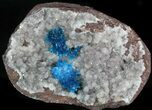 Bright Blue Cavansite Crystals on Stilbite - India #33698-1